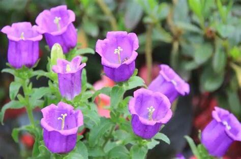 風鈴草 花語